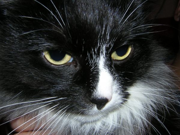 ��� �����